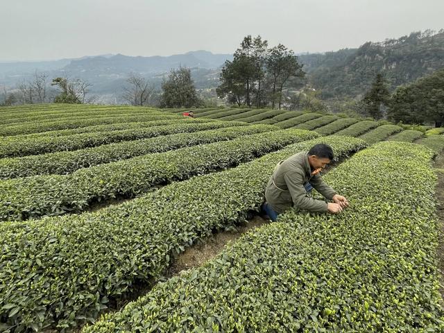 别以为种茶能赚“暴利”茶农晒账本 辛苦一年，收入没想象那么多