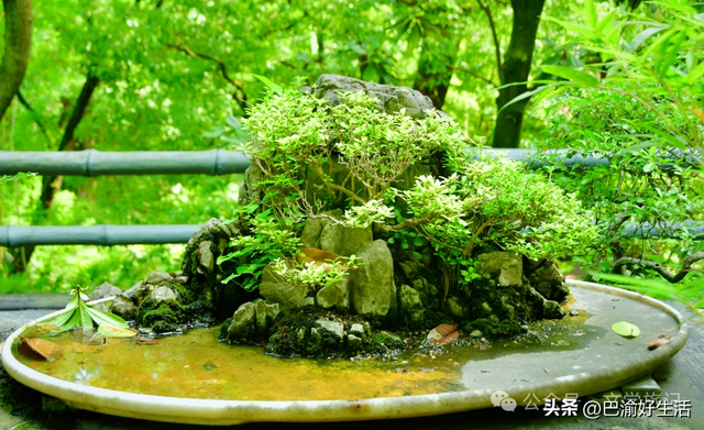 北碚公园竟是"大熊猫"命名地，原来藏着这么多秘密