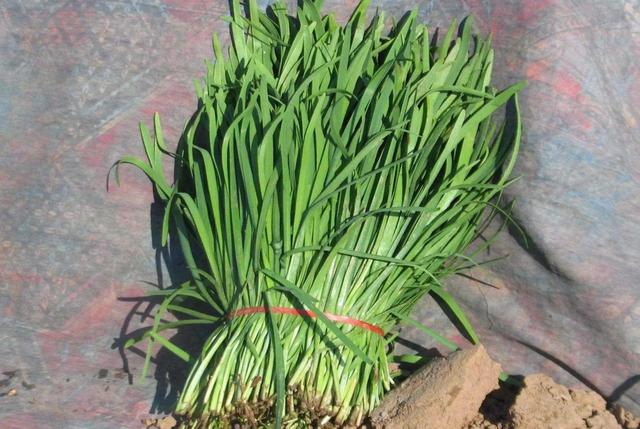 央视紧急曝光！这三类毒蔬菜全国流通	，买菜切记避开三样！