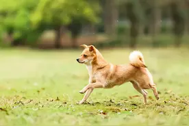多地解禁土狗图片