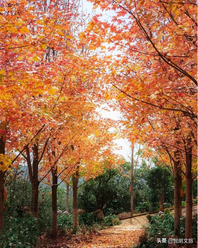 美上央媒！昆明红了！走走走，打卡最美枫景去，超全攻略速收藏→