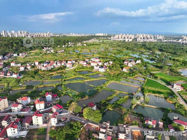 泰和：生态田园风景如画