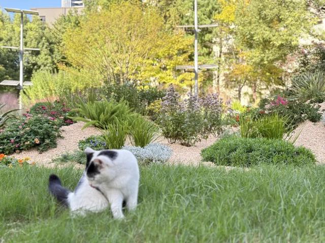 口袋公园上新！把“石库门”风情搬到街头