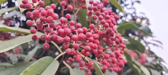 红果累累！森林公园石楠果红了，满树红果笑寒风！