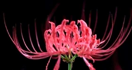 心理测试：选出你最喜欢的花束，看看现在谁正在思念你