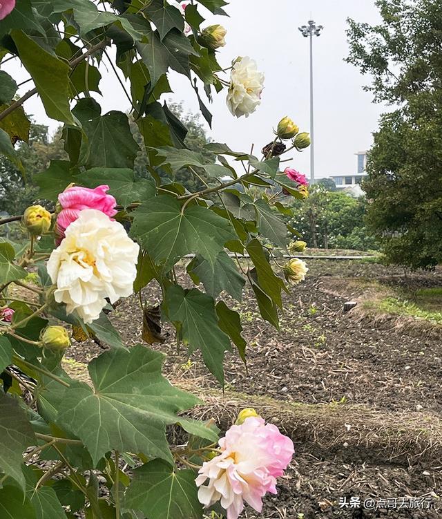 成都市区最美芙蓉花，王者风范，植物迷宫更是惊艳，不要门票！