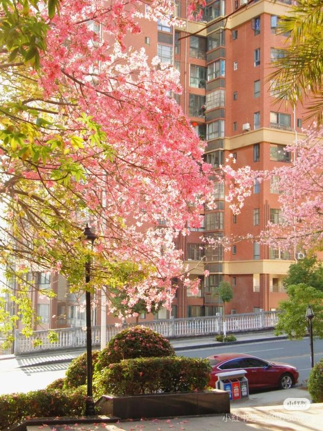 美疯了！高铁直达“四川小三亚”，花海开爆！草莓按盆吃，烧烤香迷糊！