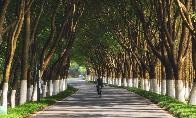 一个人骑车的早晨，才是成年人最顶级的放松方式，比躺平爽10倍！
