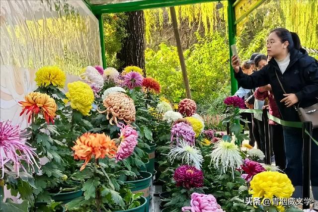 趵突菊韵 锦绣泉城