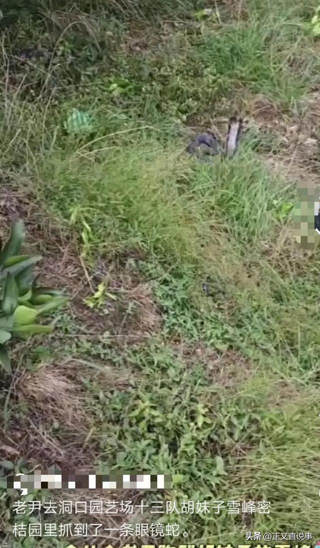 网红被蛇咬后失联续：已修好墓地，与儿女关系一般，曾被外孙打骂