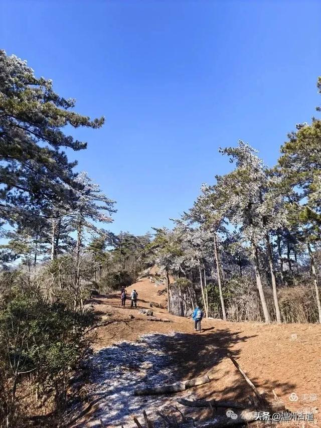 邂逅2026年的第一场醉美雾凇!温州四海山的雾凇美爆了!