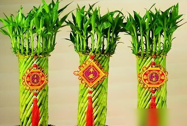 养好富贵竹的方法和注意事项，夏季要格外注意这几点