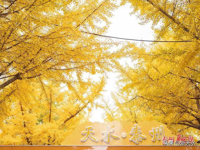 “黄金大道”旅游周落幕 银杏铺笺载盛景 秦州风华留美韵