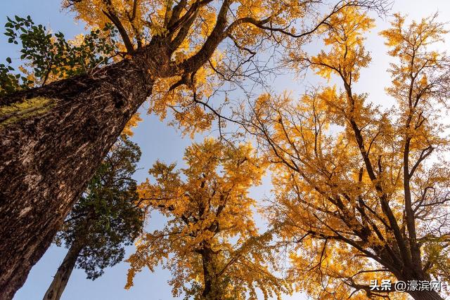 狼山景区赏秋正当时 金色银杏装点诗意山林