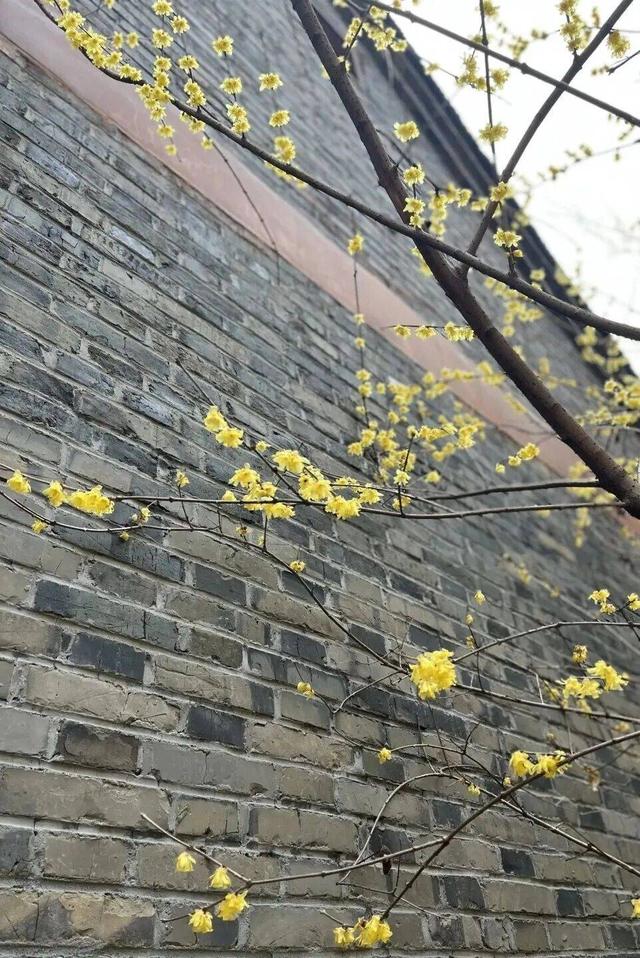 香香香香香！金坛茅山的第一波蜡梅开了！