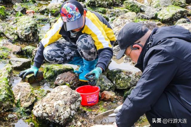 到海边去！大连市区赶海、喂海鸥全攻略