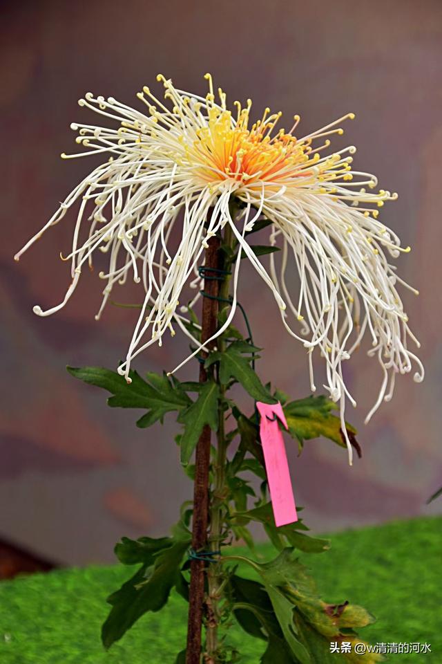 菊花是秋天里美丽的图画