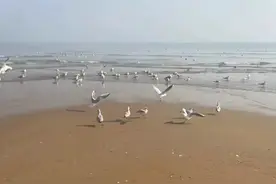 周末赶海挖蛤蜊，犹如进入收费的赶海园，收获满满图片