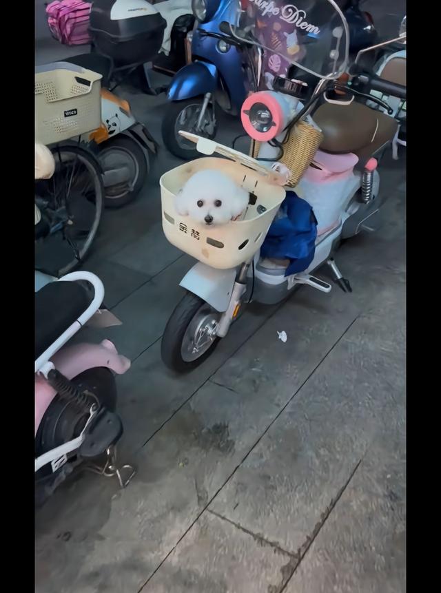 笑死了！每个骑电动车拿快递的铲屎官，都欠狗子一个道歉，哈哈~