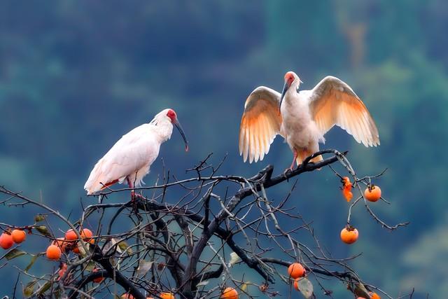 从鸟浪化鲲火爆全网，推荐这几个国内观鸟的神级景点，赶快去吧！