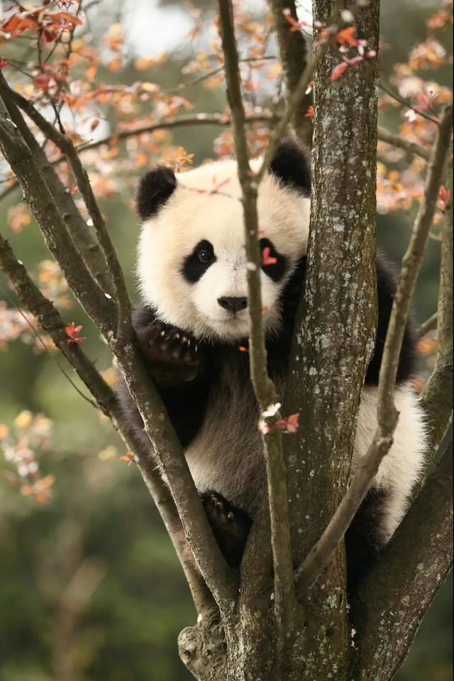 最佳观赏期！雅安的红叶彩林“封神”啦！