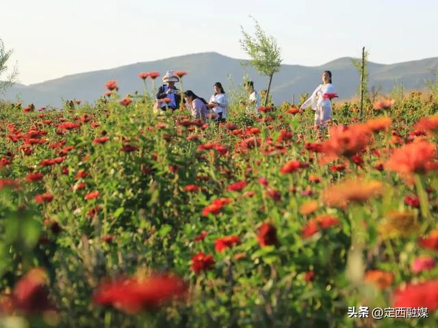岷县：牧马滩秋日百花争艳引客来
