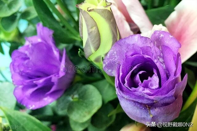 玫瑰颜色选错=表错情！9种颜色花语全解析，送花前必看