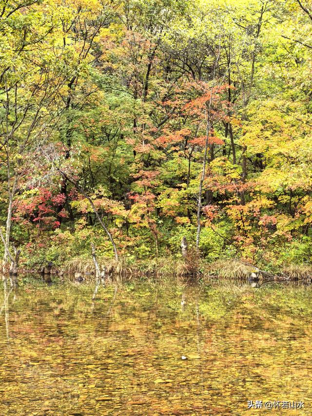 2025辽宁赏秋之旅日记(2)——游览丹东蒲石河森林公园