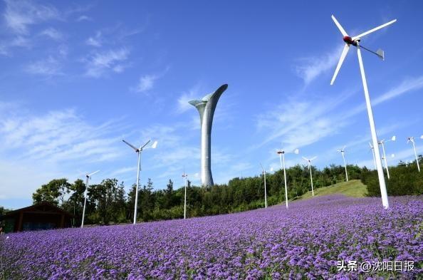 【一城花信·立秋】八月沈阳 花海藏不住