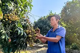 海南陵水荔枝上市 甜美果实映照乡村振兴新篇章图片