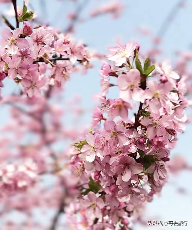 成都附近千亩樱花开了，漫山遍野粉色云霞，超级漂亮，不要门票！