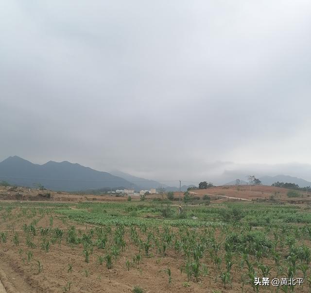 广西南宁市武鸣区有两个地方叫旧圩，唯有马头旧圩历史悠久