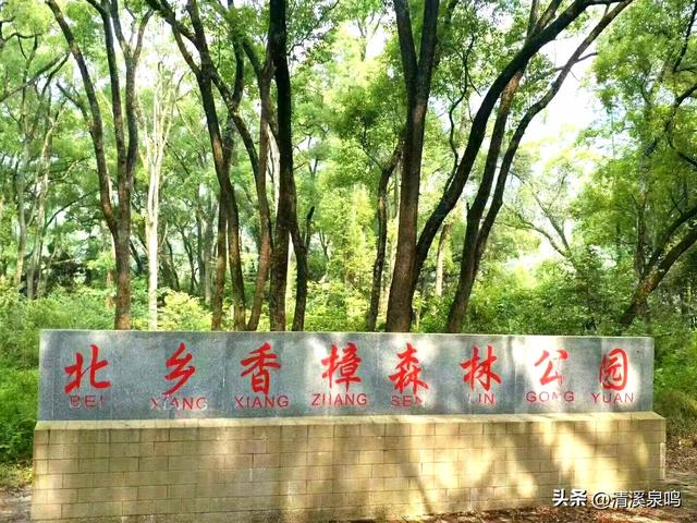 半日樟香沁心脾