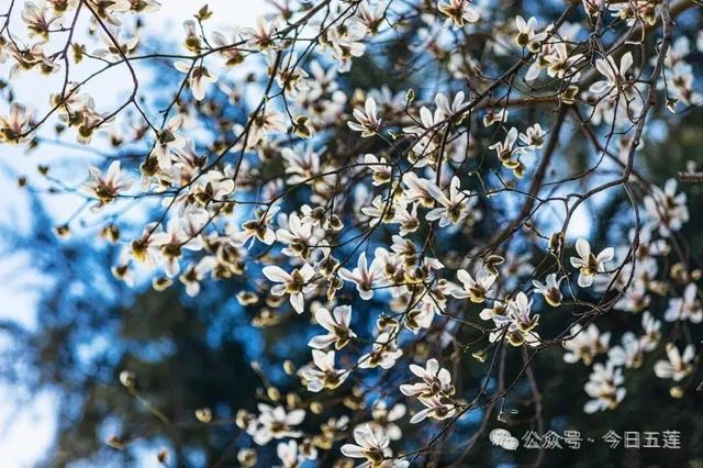 接下来的五莲，是这样的……