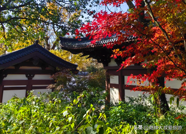 杭州“调色盘景点”爆火了，人从众不说，还藏着天花板枫景线！