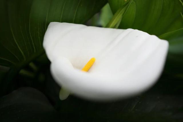 适马12mm F1.4 DC样张及完整规格