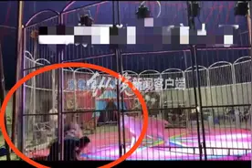 黑龙江一地马戏团狮子表演时突然撕咬员工？当地称员工手臂有伤，但未造成观众受伤图片