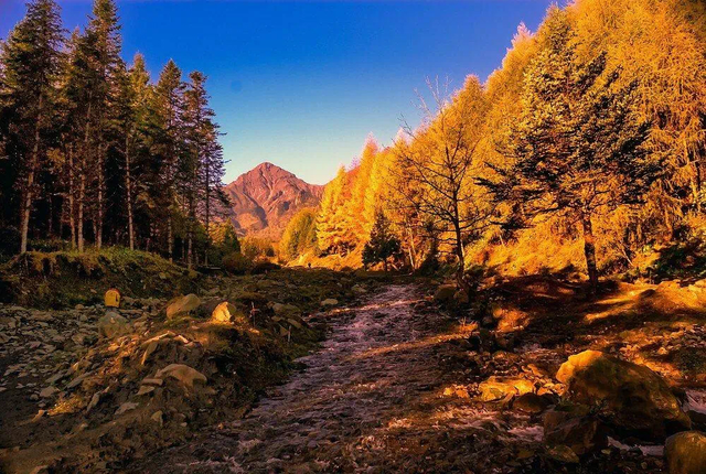 最佳观赏期！雅安的红叶彩林“封神”啦！