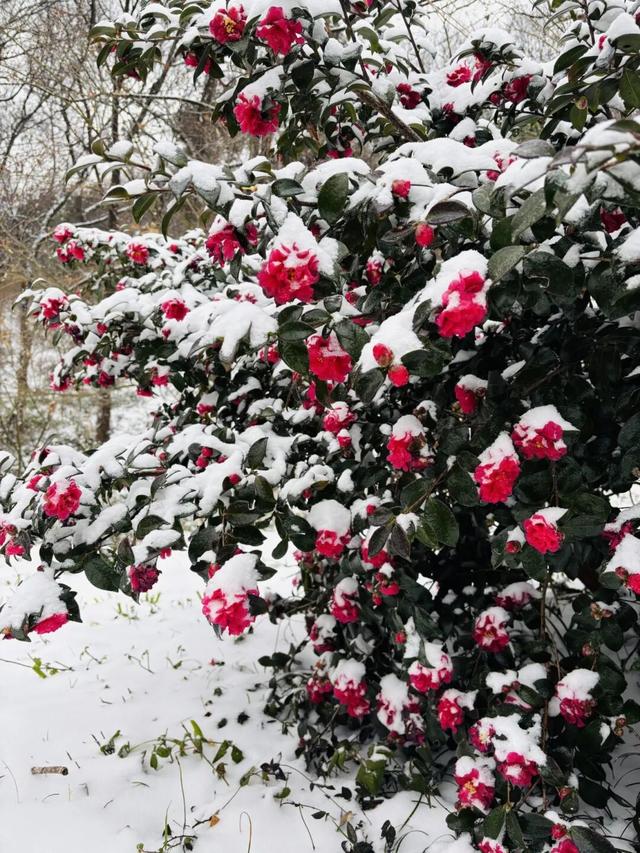 大寒雪落，我们陪你“慢下来”