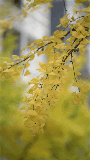 余庆的初冬，就藏在这些地方！