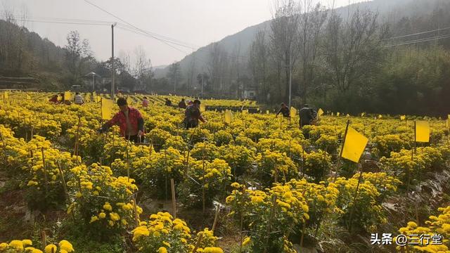 Ju乡内乡：菊遍野，橘盈枝！