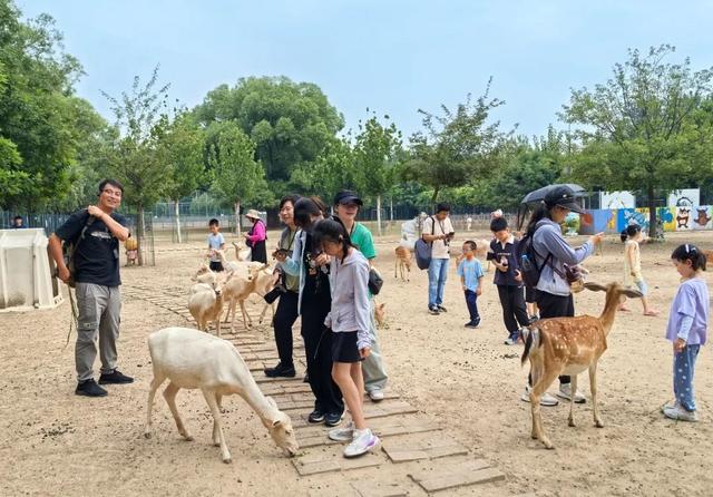 “永定河畔麋鹿生”麋鹿回归40周年夏秋游活迎来了第一批游客