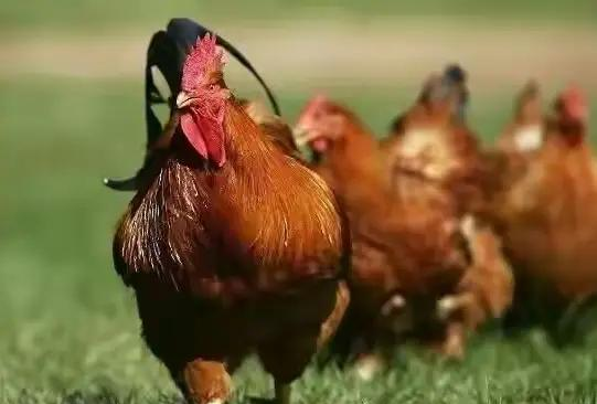 属鸡人注意！十一月有人要“下车”，4件事让你稳赢！