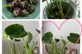 浙江一姑娘，把“芋头当绿植”养在客厅，网友直呼：好美，好高级图片