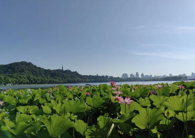 “清水出芙蓉，天然去雕饰” ：荷花朵朵开，“荷荷”又美美！
