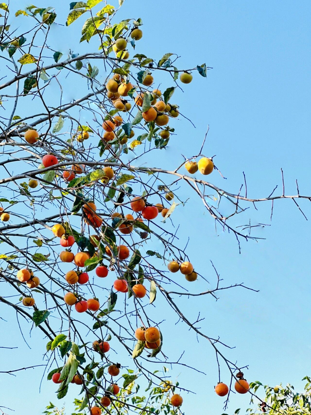 跟着色彩游临沂 | 柿子熟了・田园采摘之旅，承包你的秋日快乐