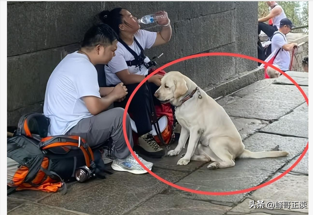 爬泰山的作死夫妻被制裁！导盲犬被收回，身份被扒，家里还有一只