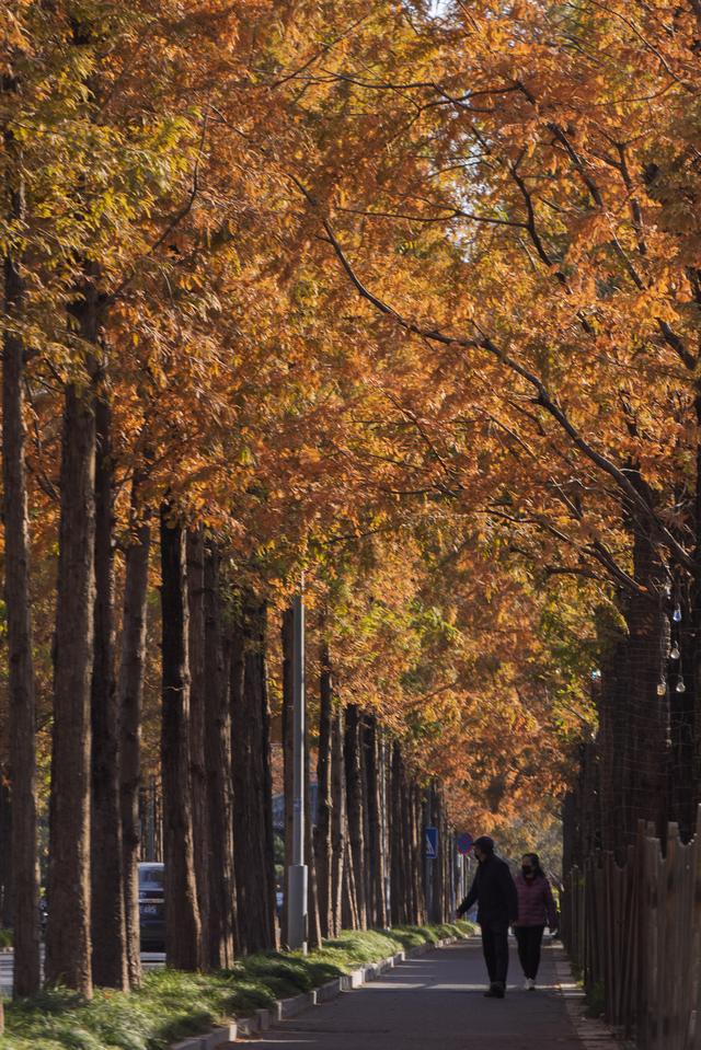 扬州长春路：半世纪水杉绘就生态走廊 “冬妆”