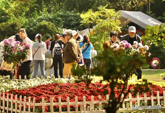 百花园金秋菊展人气爆棚，国庆前两日游人如织共赴花漾之约