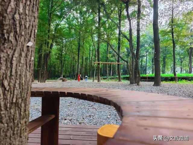 当北纬27°的风穿过枫林,我在渡头村撞见了一场自然的浪漫剧场